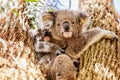 Mother and baby koala sitting in Australian eucalypt tree