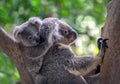 Mother and baby koalas.