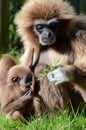 Mother and Baby Lar Gibbon eating.