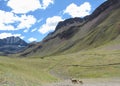 A mother and baby llama walking together alone through the Andes