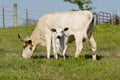 Mother And Baby Longhorn Royalty Free Stock Photo
