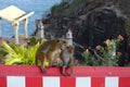 Mother and baby macaque