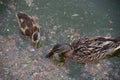 Mother and baby mallard ducks forage through scum of pond Royalty Free Stock Photo