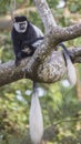 Mantled Guerezas on Tree