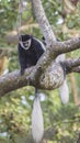 Mantled Guerezas on Tree Branch