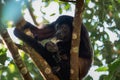 Mother and baby mantled Howler monkey - Tortuguero, Costa Rica Royalty Free Stock Photo