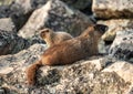 Mother and Baby Marmot Looking In Opposite Directions