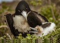 Mother and Baby Masked Boobies Royalty Free Stock Photo