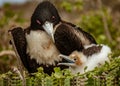 Mother and Baby Masked Boobies