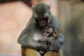 Mother and Baby Monkey Royalty Free Stock Photo