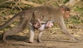 Mother and Baby Monkey 3 Royalty Free Stock Photo