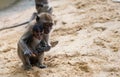 Mother and Baby Monkey Royalty Free Stock Photo