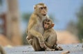 Mother with baby monkey