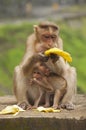 Mother and baby monkey, Bonnet Macacuq, eating Banana. Maharashtra