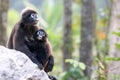 Mother and baby monkey or dusky langur was watching the forest