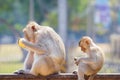 Mother and baby monkey eating fresh corn on a rusty fence, shall Royalty Free Stock Photo