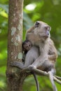 Mother and Baby Monkey Royalty Free Stock Photo