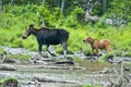 Mother and baby moose