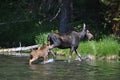 Mother and baby moose crossing river