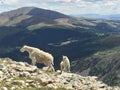 Mother and Baby Mountain Goat on Quandary Peak Colorado Royalty Free Stock Photo