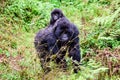 Mother and baby mountain gorilla approaching Royalty Free Stock Photo