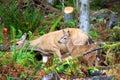 Mother and baby mule deer in British Columbia Canada