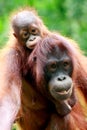 Mother and baby Orang utan