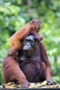 Mother and baby orang-utan Royalty Free Stock Photo