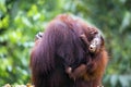 Mother and baby orang-utan