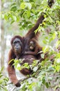 Mother & baby orang-utan Royalty Free Stock Photo