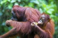 Mother and baby orang-utan