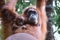 Mother and baby Orangutan hanging from a Tree in the Sumatra Rain forest, Indonesia. Royalty Free Stock Photo