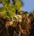 Mother and Baby Owl Royalty Free Stock Photo