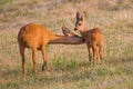 Mother and baby pair of Capreolus capreolus european roe deer.