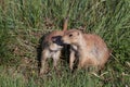 Mother and Baby Prairie Dogs Royalty Free Stock Photo