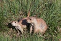 Mother and Baby Prairie Dogs Royalty Free Stock Photo