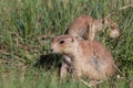 Mother and Baby Prairie Dogs Royalty Free Stock Photo