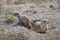 Mother & Baby Prairie Dogs Emerge from Burrow Royalty Free Stock Photo