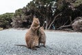 Baby and mum quokka eating green twigs. Cute quokkas on Rottnest Island, Western Australia