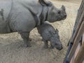 Mother and Baby Rhino by Safari Caravan Vehicle