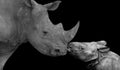 Mother And Baby Rhino Together In The Black Background Royalty Free Stock Photo