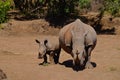 Mother and baby rhino