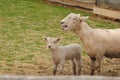 Mother and Baby Sheep Royalty Free Stock Photo