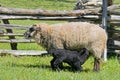 Mother and Baby Sheep Royalty Free Stock Photo