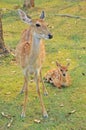 Sika deer family Royalty Free Stock Photo