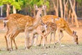Sika deer family Royalty Free Stock Photo
