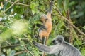 Mother and baby Silvery lutung (Trachypithecus cristatus) in Bako National Park, Borneo Royalty Free Stock Photo