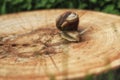 Mother and baby snail Royalty Free Stock Photo