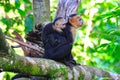 Mother and Baby Spider Monkeys, Costa Rica Royalty Free Stock Photo