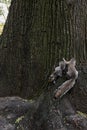 Mother and baby squirrel Royalty Free Stock Photo